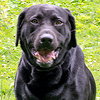 Sophie (BC) - ADOPTED 08.02.18