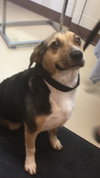 Mulberry (BC) - ADOPTED 07.31.18