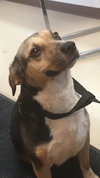 Mulberry (BC) - ADOPTED 07.31.18
