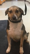 Mulberry (BC) - ADOPTED 07.31.18