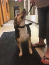 Mulberry (BC) - ADOPTED 07.31.18