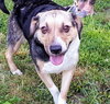 Mulberry (BC) - ADOPTED 07.31.18