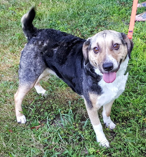 Mulberry (BC) - ADOPTED 07.31.18