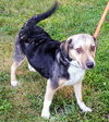 Mulberry (BC) - ADOPTED 07.31.18