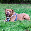 Stryker - ADOPTED 08.18.19