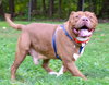 Stryker - ADOPTED 08.18.19