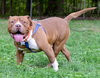 Stryker - ADOPTED 08.18.19