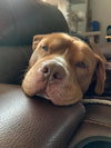 Stryker - ADOPTED 08.18.19