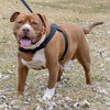 Stryker - ADOPTED 08.18.19