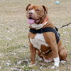 Stryker - ADOPTED 08.18.19