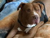 Stryker - ADOPTED 08.18.19