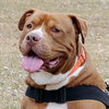 Stryker - ADOPTED 08.18.19