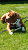 Stryker - ADOPTED 08.18.19