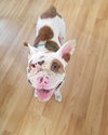 Porkchop - ADOPTED 08.13.18