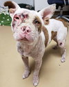 Porkchop - ADOPTED 08.13.18