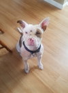 Porkchop - ADOPTED 08.13.18