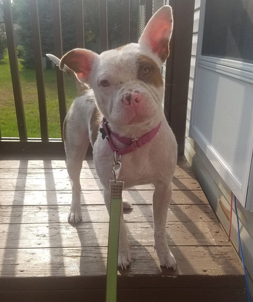 Porkchop - ADOPTED 08.13.18