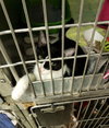 Rc Litter Taco - ADOPTED 09.05.18