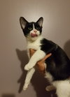 Rc Litter Taco - ADOPTED 09.05.18