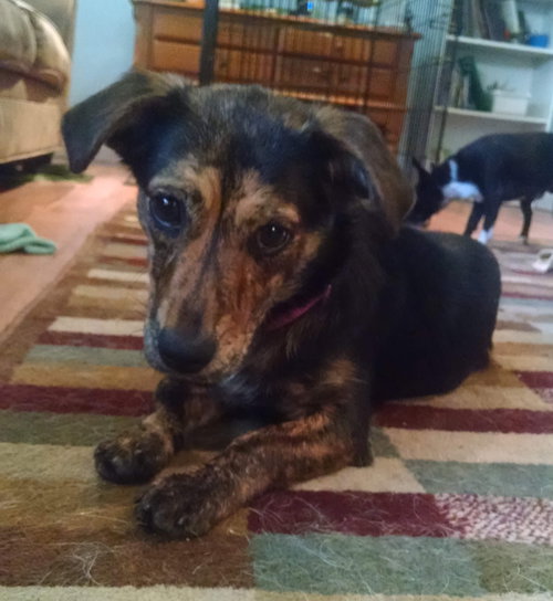 Shyla - ADOPTED 09.02.18