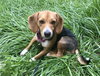 Jezebel - ADOPTED 08.24.18