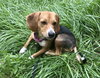 Jezebel - ADOPTED 08.24.18