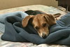 Jezebel - ADOPTED 08.24.18