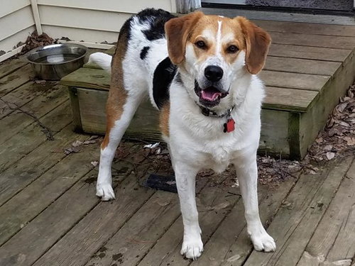 Cs Litter Tazz - ADOPTED 05.18.19