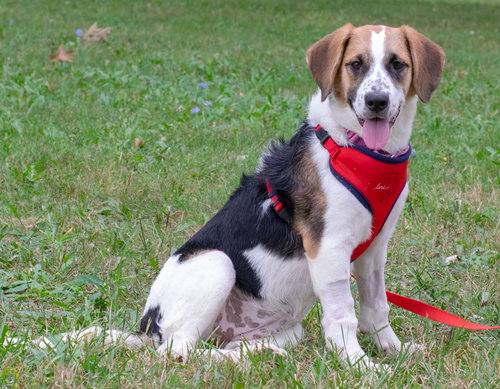 Cs Litter - Petunia - ADOPTED 10.08.18