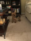 Riley - ADOPTED 09.08.18