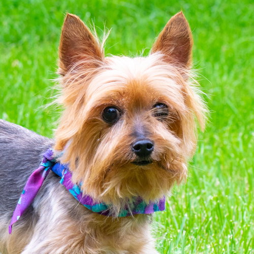 Riley - ADOPTED 09.08.18