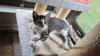 Aprilia - ADOPTED 01.01.19