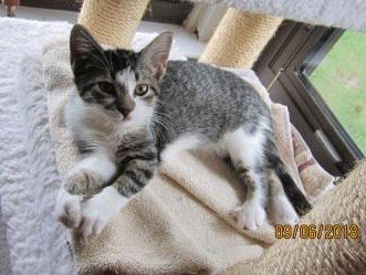 Aprilia - ADOPTED 01.01.19