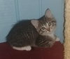 Tc Litter Mary - ADOPTED 10.14.18