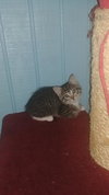 Tc Litter Mary - ADOPTED 10.14.18