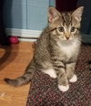 Tc Litter Mary - ADOPTED 10.14.18