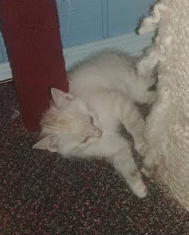 Tc Litter Mark - ADOPTED 09.08.18