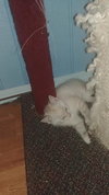 Tc Litter Mark - ADOPTED 09.08.18
