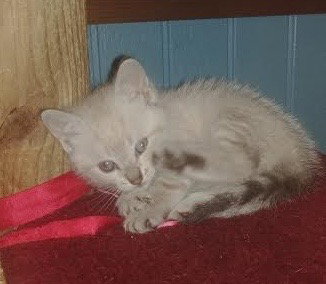 Tc Litter Luke - ADOPTED 09.01.18