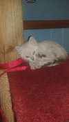 Tc Litter Luke - ADOPTED 09.01.18