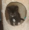 Tc Litter John- ADOPTED 10.14.18