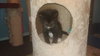Tc Litter John- ADOPTED 10.14.18