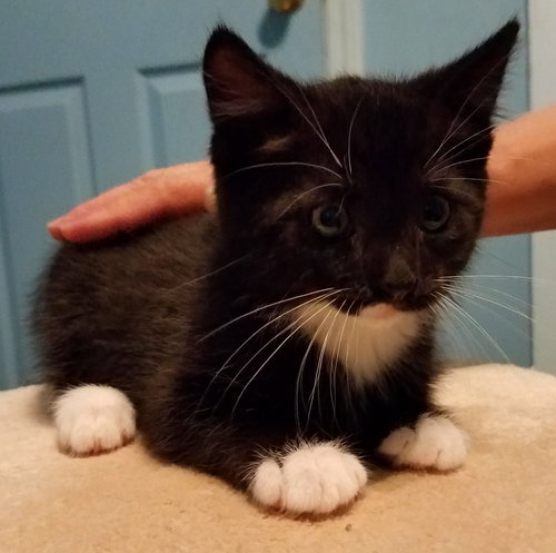 Tc Litter John- ADOPTED 10.14.18