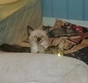Tc Litter Matthew - ADOPTED 10.13.18