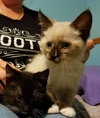 Tc Litter Matthew - ADOPTED 10.13.18