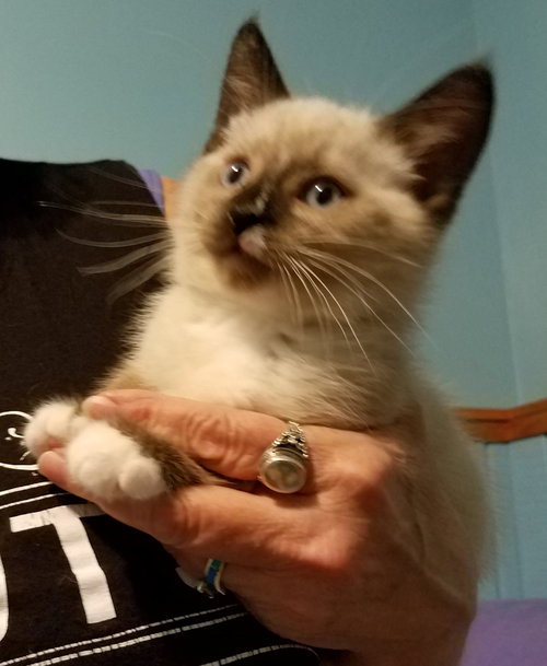 Tc Litter Matthew - ADOPTED 10.13.18