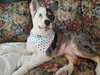Shelby - ADOPTED 05.02.19