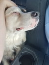 Shelby - ADOPTED 05.02.19