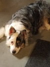 Shelby - ADOPTED 05.02.19