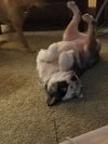 Shelby - ADOPTED 05.02.19